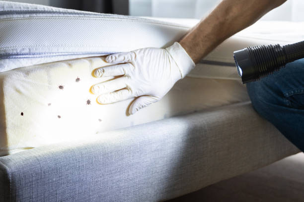 Best Cockroach Control Services  in Manchester, MO
