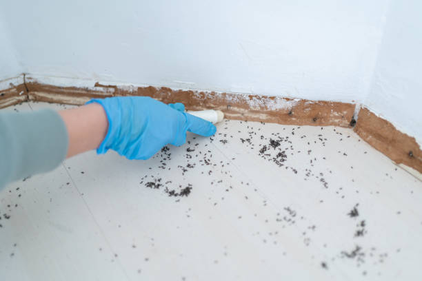 Best Insect Control  in Manchester, MO